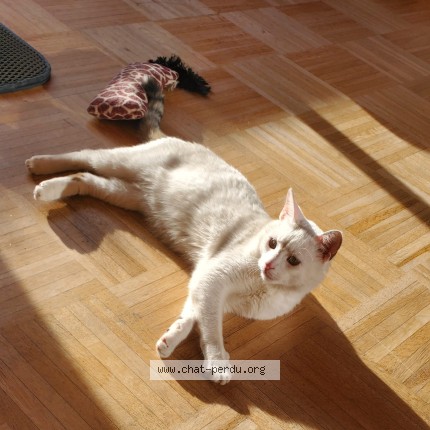 Photo 2/4 Chat trouvé Trouvé à Villeurbanne