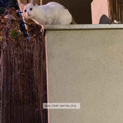 Photo 3/4 Chat trouvé Trouvé à Villeurbanne