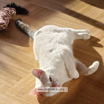 Photo 4/4 Chat trouvé Trouvé à Villeurbanne