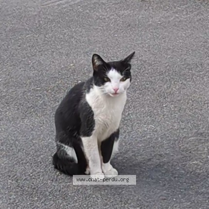Photo 1/1 Chat trouvé Trouvé à Lagny Sur Marne