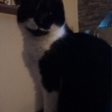 chouchou