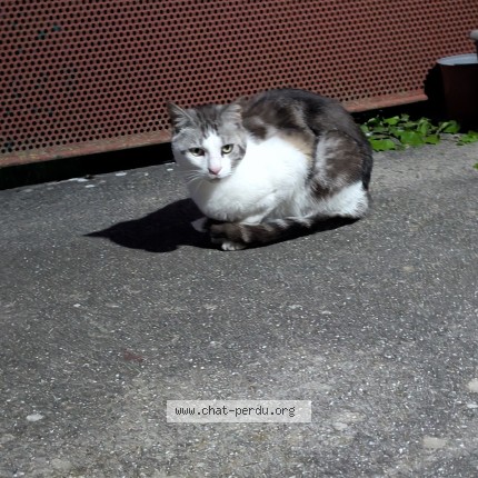 Photo 1/1 Chat trouvé Trouvé à Rives