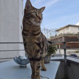Hercule