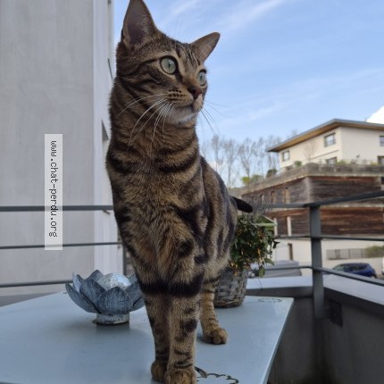 Photo 1/1 Hercule Chat perdu à Nancy