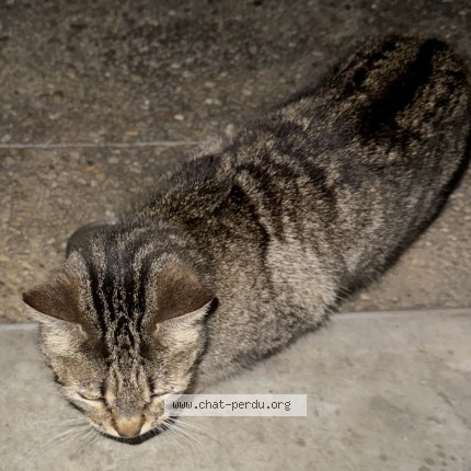 Photo 1/1 Chat trouvé Trouvé à Saint Maurice Montcouronne