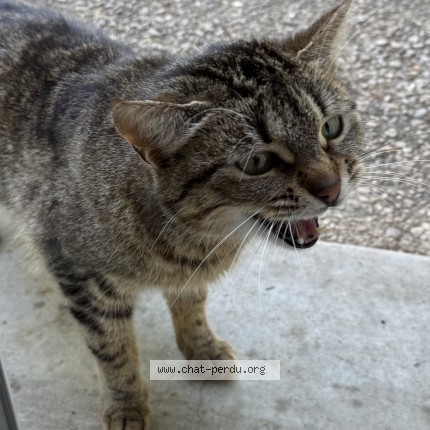 Photo 1/3 Chat trouvé Trouvé à Saint Maurice Montcouronne
