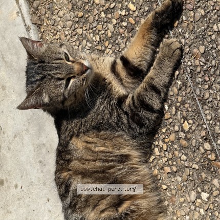 Photo 2/3 Chat trouvé Trouvé à Saint Maurice Montcouronne