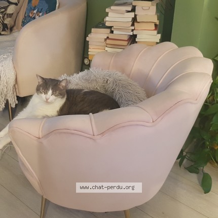 Photo 1/1 Lucifer Chat perdu à Sartrouville