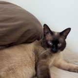 babouni