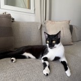 ninou