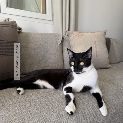 Photo 1/1 ninou Chat perdu à Bressols