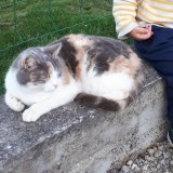 minette