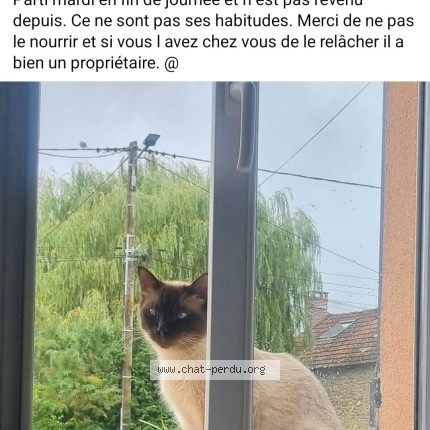 Photo 1/1 Chat retrouvé Trouvé à Volvent