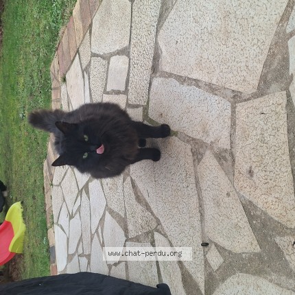 Photo 1/1 Chat trouvé Trouvé à Thiais