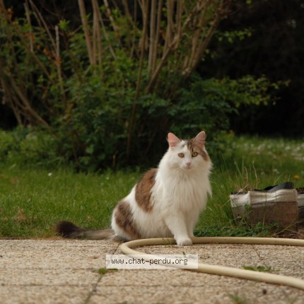 Photo 1/1 Chat retrouvé Perdu à Nerondes