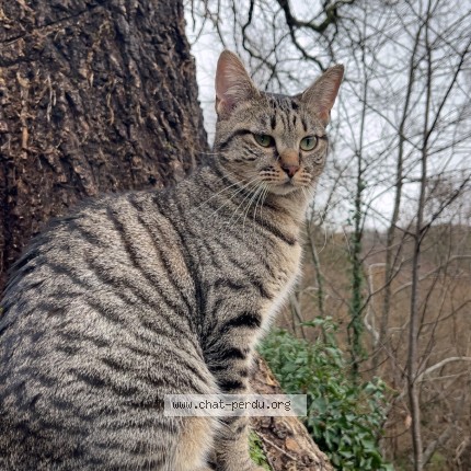 Photo 1/1 Kimeya Chat perdu à Gueret