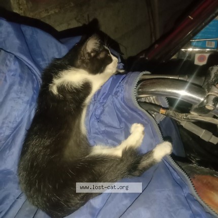 Photo de chat perdu à Bocaue