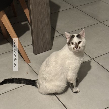 Photo 3/3 Chatbite Chat perdu à Parthenay
