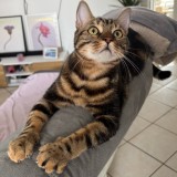 Zazou