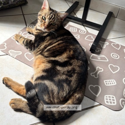 Photo 2/2 Zazou Chat perdu à Crepy En Lannois