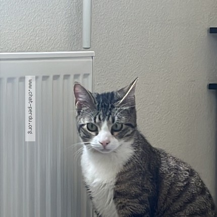 Photo 1/1 gruizmo Chat perdu à Toulouse