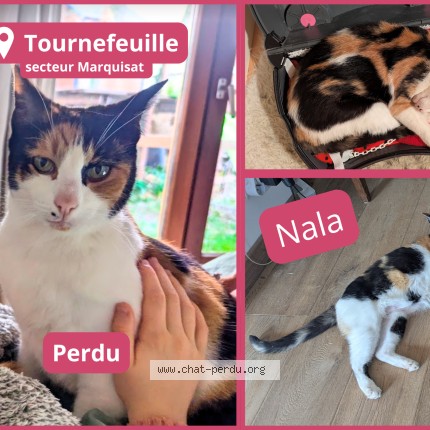 Photo 1/1 Chat retrouvé Perdu à Tournefeuille