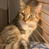 Kali