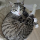 PACO