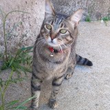 Diane-Laure SORREL-CROS