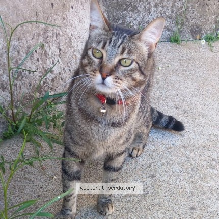 Photo 1/1 Diane-Laure SORREL-CROS Chat perdu à Ile D Yeu