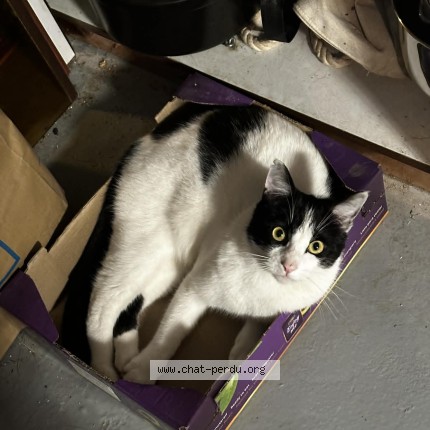 Photo 1/1 Chat retrouvé Perdu à Saint Arnoult En Yvelines