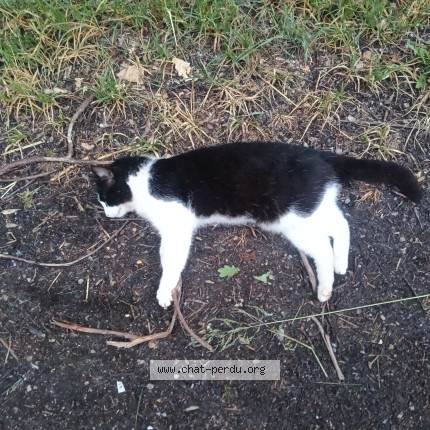 Photo 1/1 Chat trouvé Trouvé à Fleurville