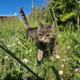 Milie
