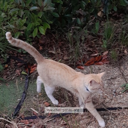 Photo 1/1 Chat trouvé Trouvé à Estagel