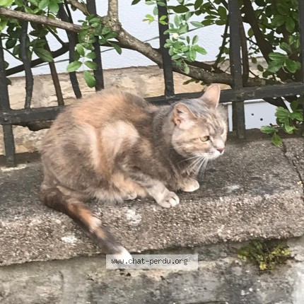 Photo 1/1 Imogene Chat perdu à Dijon