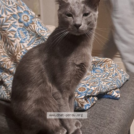 Photo 1/1 junior Chat perdu à Boulogne Sur Mer