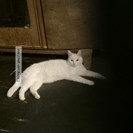 Photo 1/1 Chat retrouvé Perdu à Poitiers