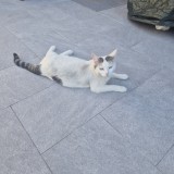 mia