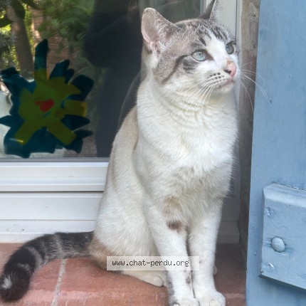 Photo 1/1 Chat retrouvé Perdu à Lavaur
