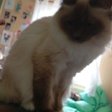 Duchesse