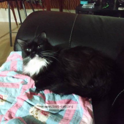 Photo 1/1 Kat Cudi Chat perdu à Edmonton
