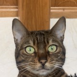 maya