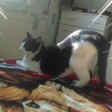 tigrou