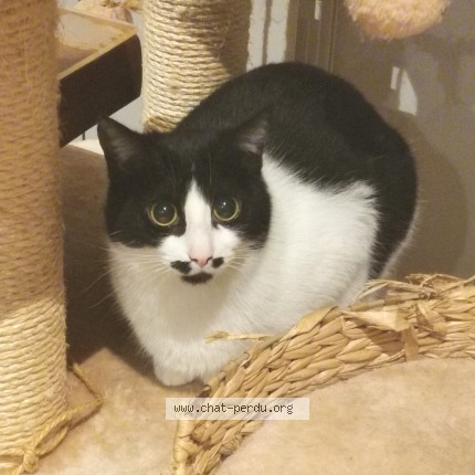 Photo 1/1 FTiPOUiLLE Chat perdu à Trets