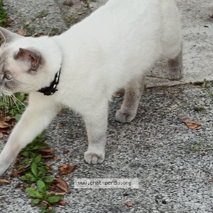Photo 1/1 Chat trouvé Trouvé à Ivry Sur Seine