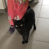 calimero