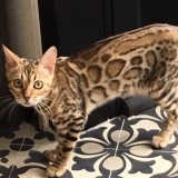 Minouchka