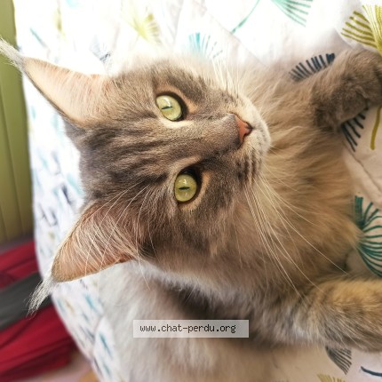 Photo 1/1 UNO Chat perdu à Juvisy Sur Orge