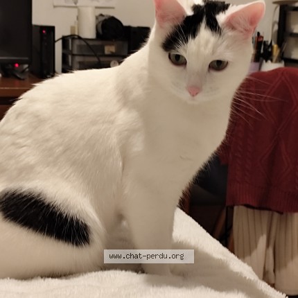 Photo de chat trouvé à Cugnaux