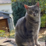 Milo
